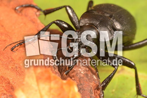 Lederlaufkäfer (6).jpg